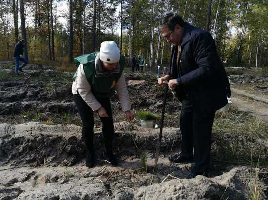 В Тамбовском лесничестве высадили молодые деревья