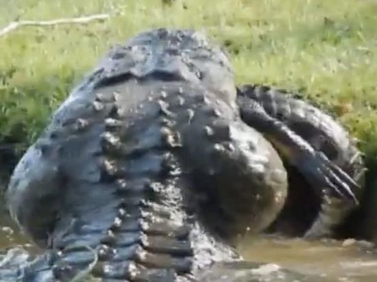 Американец снял уникальные кадры поедания крокодила крокодилом