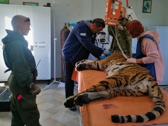 Ветеринарный осмотр молодого тигра провели специалисты