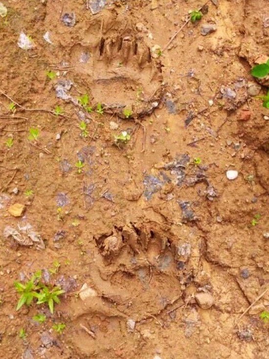 Грибники в Ивановской области все чаще сообщают об обнаруженных медвежьих следах