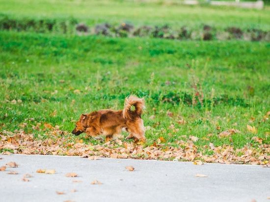В Веряжском парке появились бесплатные пакеты для уборки за собаками