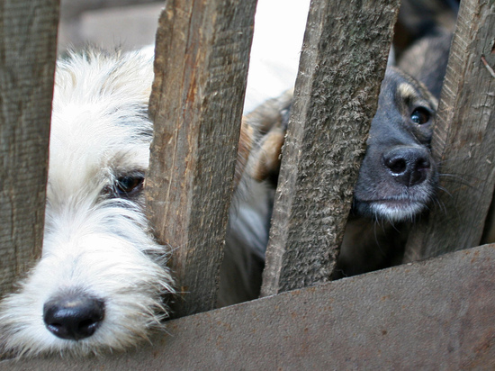 В Чехове более сотни собак отравились кормом