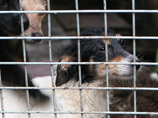 Прокуратура проверяет подмосковный приют, где отравились 150 собак