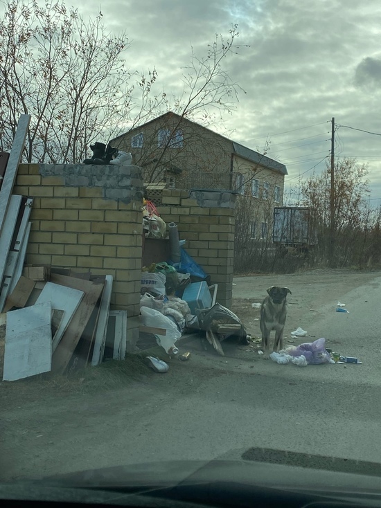 Бездомные собаки облюбовали заваленную мусором площадку в Лабытнанги