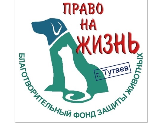 Собачий приют в Тутаеве может стать государственным