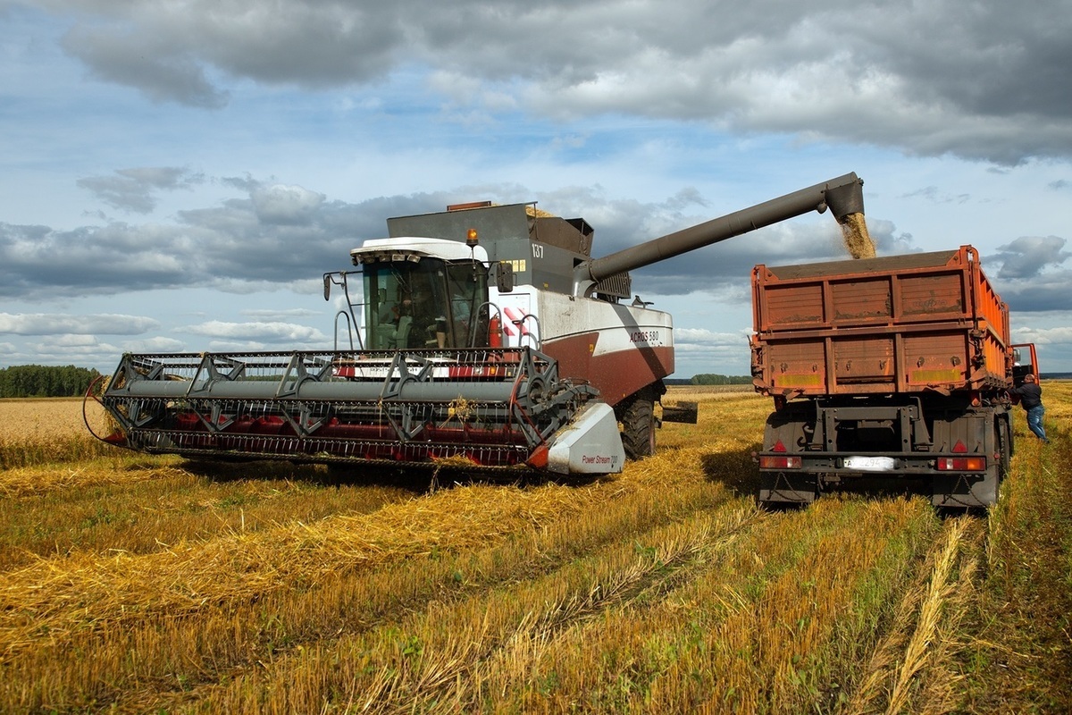 В Костромской области завершилась уборка зерновых, осталось убрать картошку