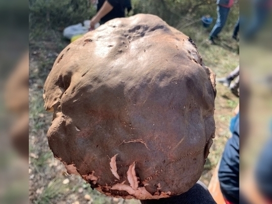 В волгоградском природном парке нашли гигантский гриб весом 1,1 кг