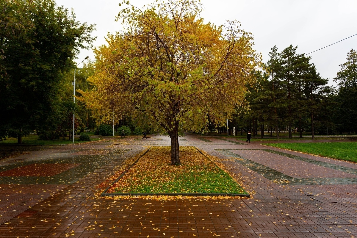 Новосибирске октября. Осень в Новосибирске. Осень в Новосибирске фото. Город Новосибирск осенью в ноябре. Осенний Новосибирск фото.