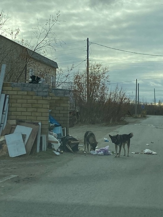 Коммунальщиков ждет штраф за заваленную мусором площадку в Лабытнанги