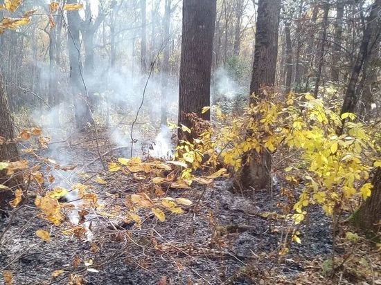 В Хабаровском крае горит «Силинский лес»