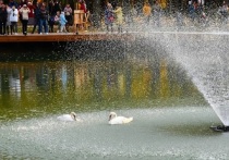 После проведённого благоустройства самого крупного и старейшего паркового пространства муниципалитета в местный пруд была заселена пара лебедей
