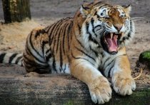 У «контрабандного» тигра, который недавно приехал в московский зоопарк, не будет потомства