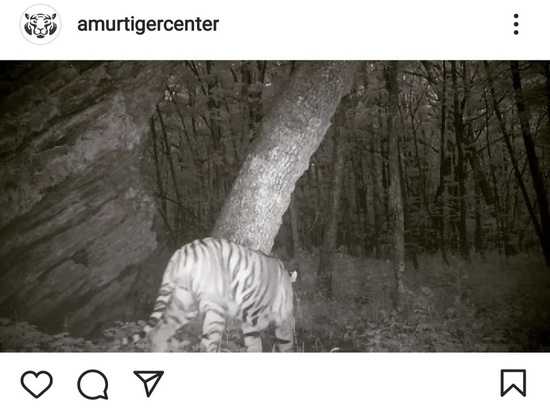 Тигр Гром из ЕАО громко мяукнул на камеру