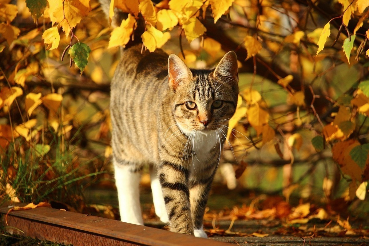 Животные в октябре фото