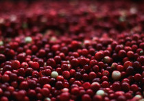 Так называемая «болотная ягода» известна людям с самой глубокой древности