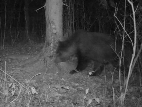 На территории Окского биосферного заповедника засняли медведя
