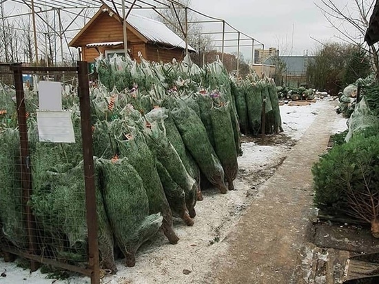 Живые елки в Интернет-магазине Elki1.ru