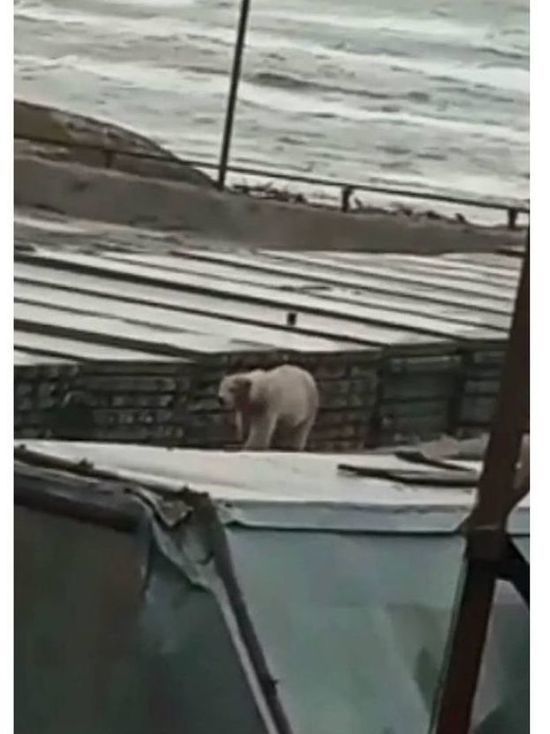 «Вот он я, а вот он медведь»: косолапый гость посетил вахтовый поселок ЯНАО