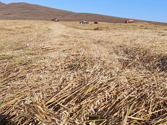 Россельхозцентр не согласен с объемами убытков районов, где снег засыпал зерновые