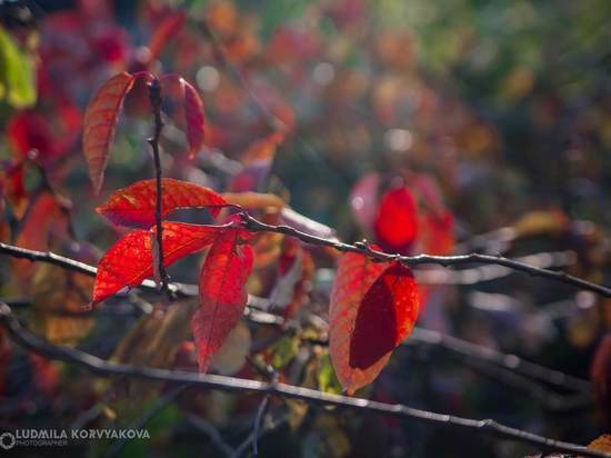6 октября: главные новости дня по версии "МК в Карелии"