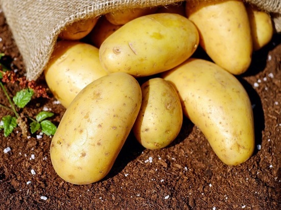 Доктор Мясников назвал ошибку при приготовлении картофеля, которая может привести к сильному отравлению