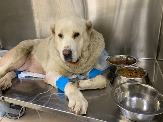 Алабай умирал на свалке: зоозащитники попросили главу Карелии наказать хозяина