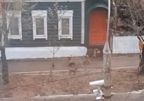 В Чите очевидец снял на видео стаю собак, которая живет возле частных домов на улице Чкалова
