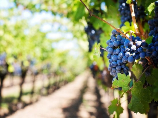Росреестр поддержал предложение губернатора Кубани об установлении новой категории земель "под виноградарство"
