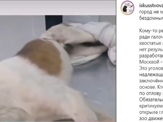Нарушения вскрылись в работе фирмы, которая стерилизовала собак в Чите