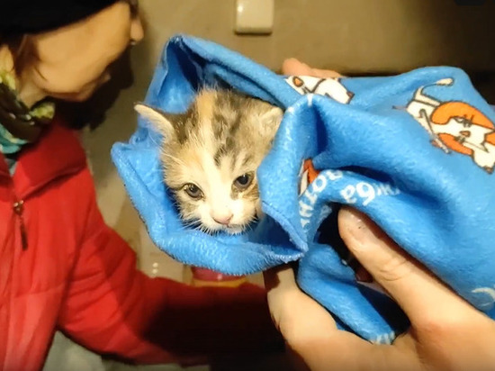 Волонтеры спасли котят в подвале в Гатчине