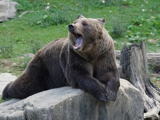 Медведя-убийцу подозревают в пропаже женщины в Курагинском районе Красноярского края