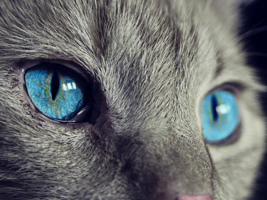 42-летний житель Башкирии дважды выбросил кошку с пятого этажа