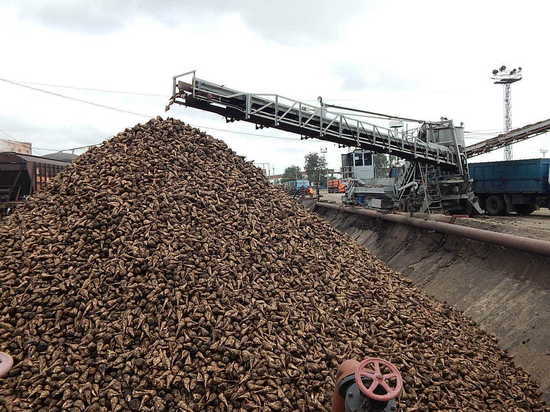 Тамбовские аграрии собрали почти 1,5 миллиона тонн сахарной свёклы
