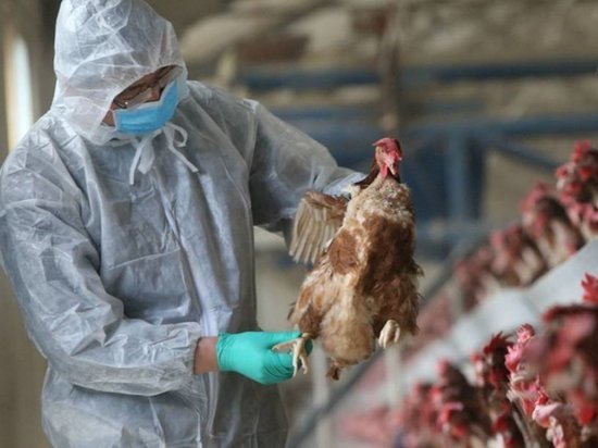 Россельхознадзор признал, что в Костромской области побежден птичий грипп
