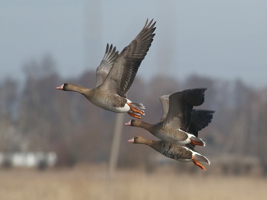 Летят гуси: охотникам Карелии напоминают об изменении правил охоты