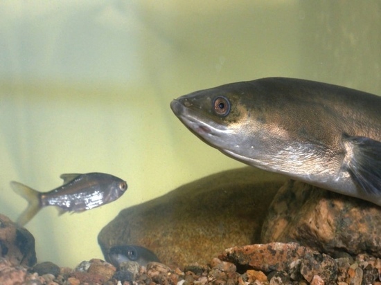 В Финском заливе нашли редкую «рыбу-мигранта»