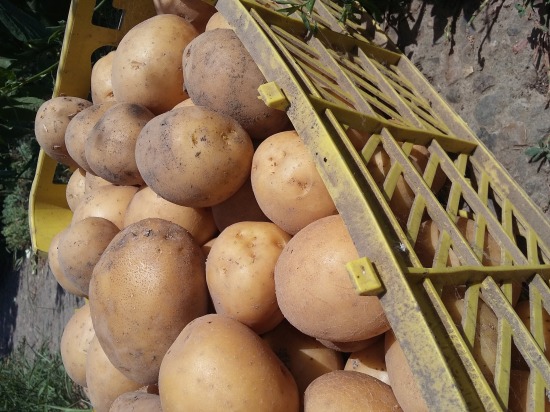 Власти Кабардино-Балкарии: стоимость картофеля повысилась временно