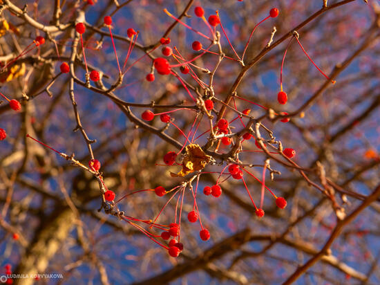 8 октября: главные новости дня по версии "МК в Карелии"