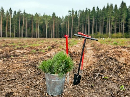 В Ярославской области учителей заставили сажать лес