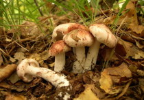 Многие полагают, что грибной сезон заканчивается с наступлением первых заморозков