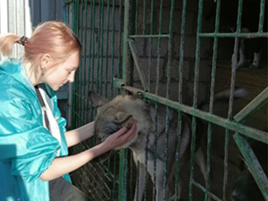 Студенты тульского медколледжа помогли центру помощи животным «Любимец»