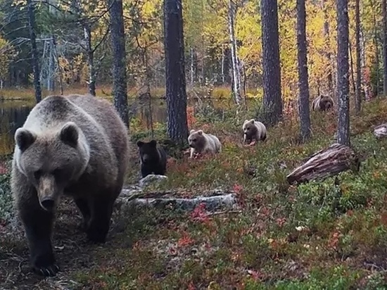  Косматые нарушители: пятеро медведей перешли границу с Финляндией