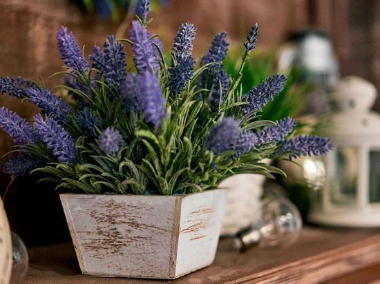 Цветут и пахнут: 8 комнатных растений с приятным ароматом для уюта в доме