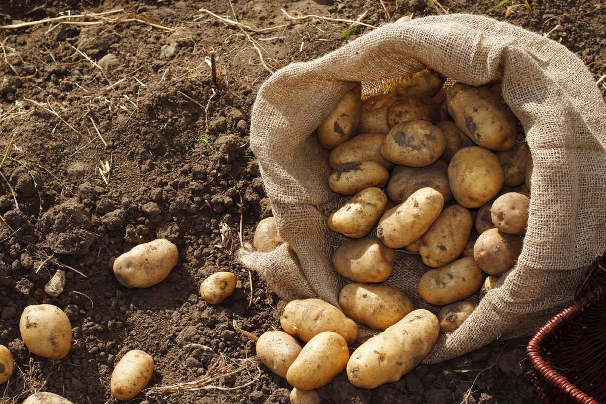 Почва урожай картофеля. Картофель медвежья лапа сорт. Урожай картофеля. Картофель в огороде. Сбор урожая картофеля.