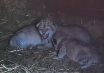 Сразу трое львят появились в барнаульском зоопарке «Лесная сказка»