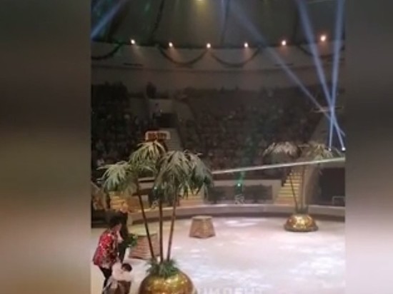 В российском цирке обезьяна набросилась на ребенка