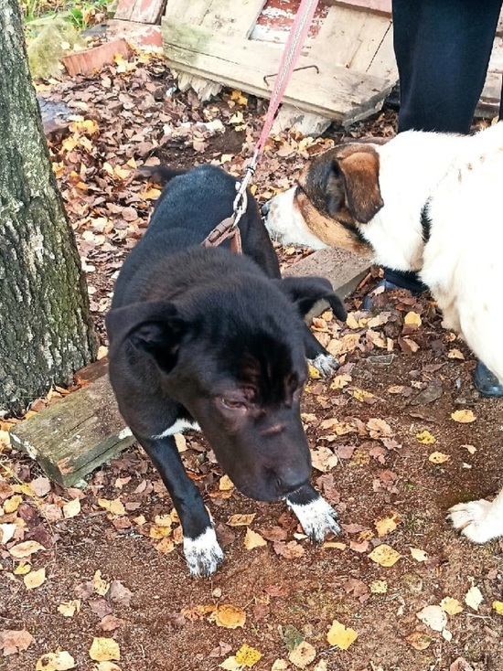 В Ярославле хозяева бросили собаку привязав ее к дереву с запиской