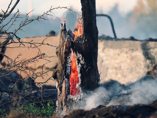 Число лесных пожаров за год сократилось в 3,5 раза в Забайкалье