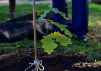 Саженцы Петровского дуба, которые Белгороду подарили гости из Санкт-Петербурга, будут расти в Ботаническом саду НИУ "БелГУ"