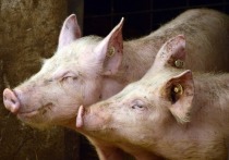 В Хабаровске зафиксирована вспышка африканской чумы свиней
